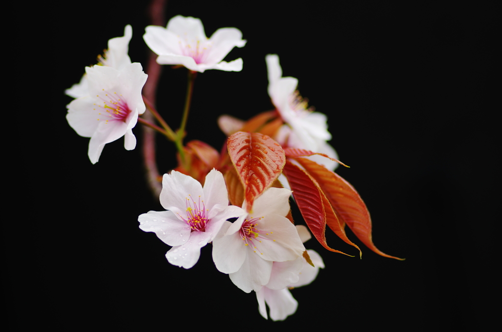 花曇り(1)