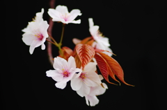 花曇り(1)