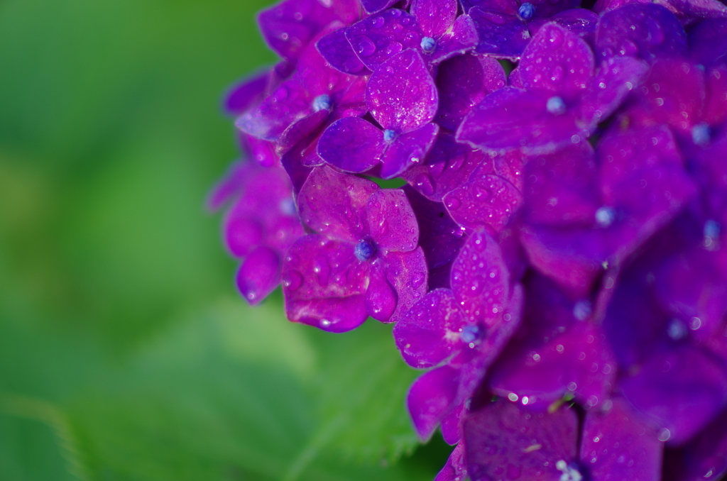 水無月模様（4）