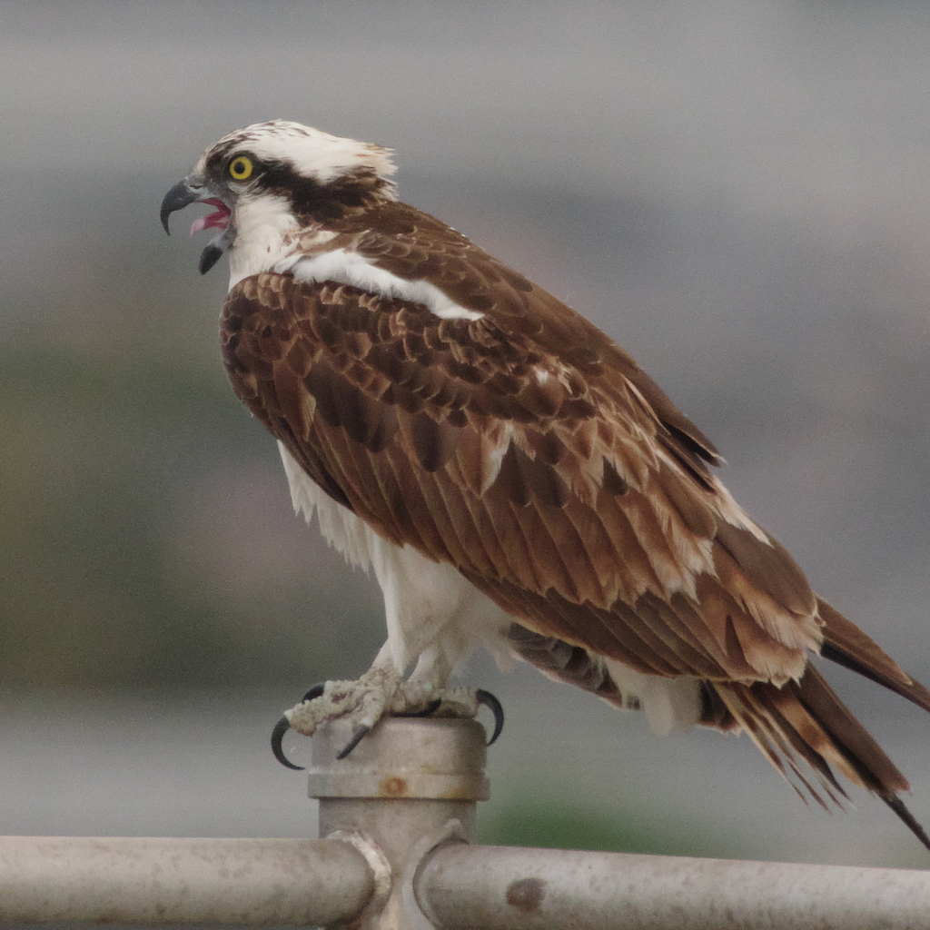 秋風を巻いて(8)