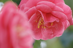 花時(5)