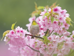 春雨の吐息(18)