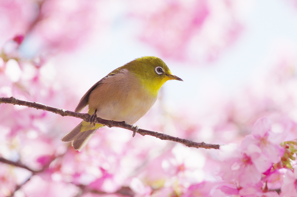 花酔（はなすい）(4)