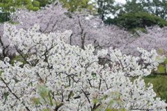 花分の花(1)