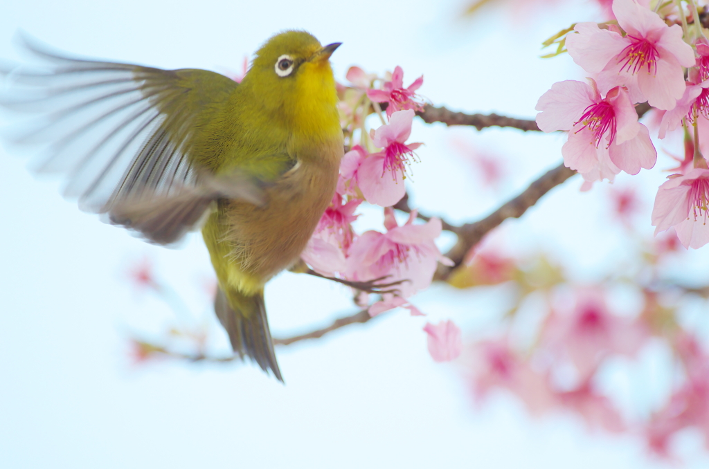 また花は咲く(4)
