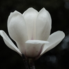 白炎(1)