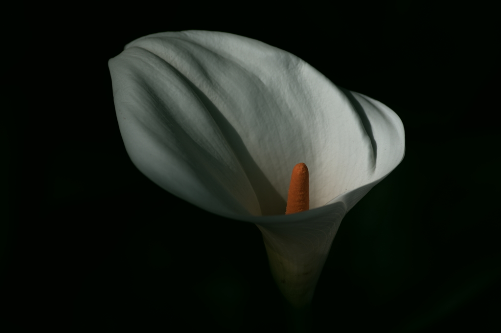 今夜はきっと(2)