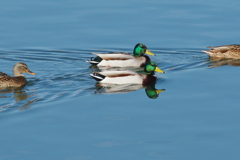 ウインターウインド(3)