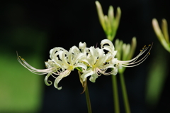 狐花(3)