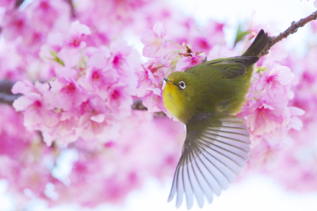桜夢中(2)