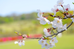 花風(3)