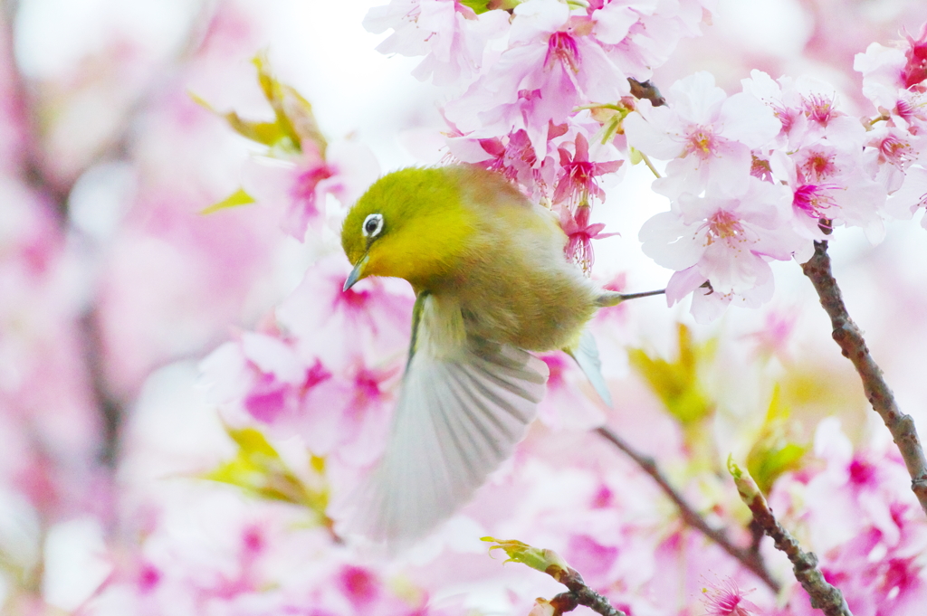 また花は咲く(1)