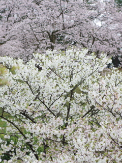 花分の花(3)