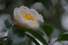 冬椿(3)