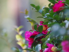 冬越えの花(1)