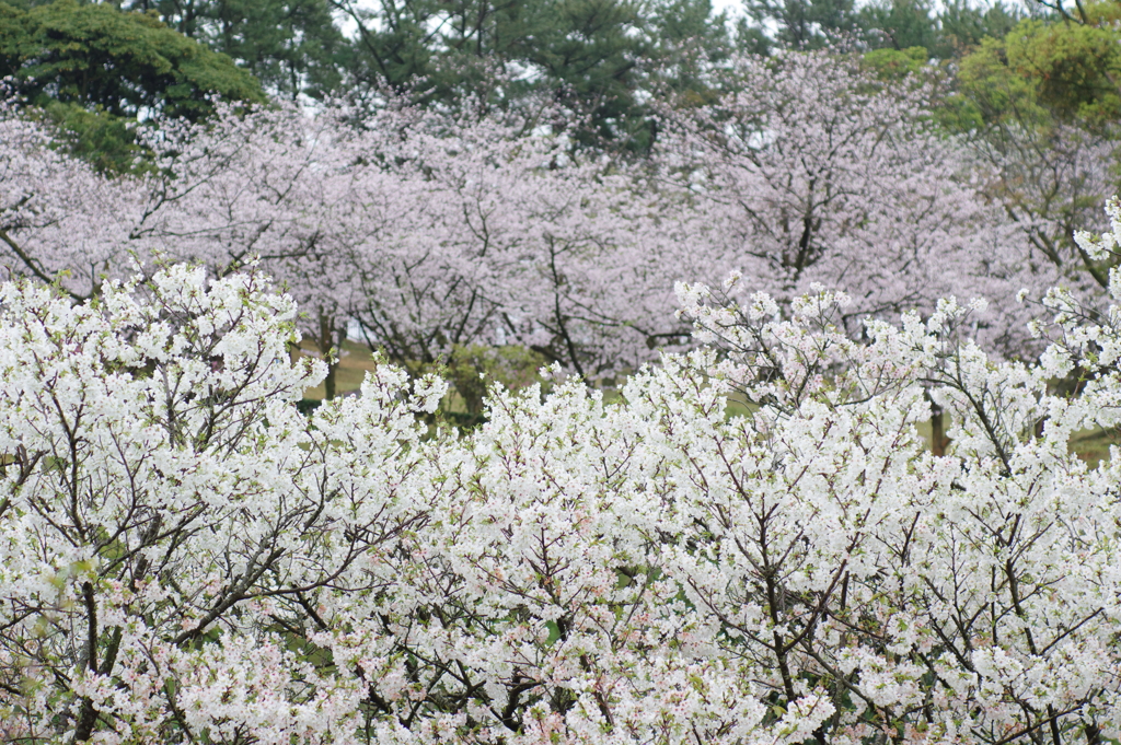 花分の花(4)