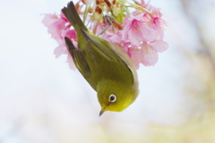 また花は咲く(6)