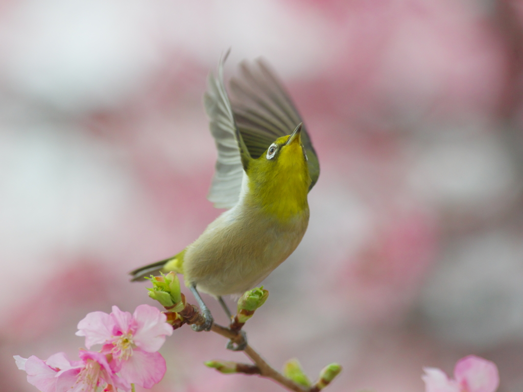春の歌をきいて(1)
