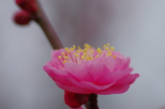 花ぐもり(1)