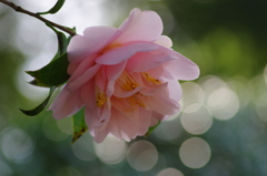 tree spring(1)