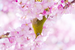 花酔（はなすい）(2)