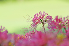 有明の花(2)