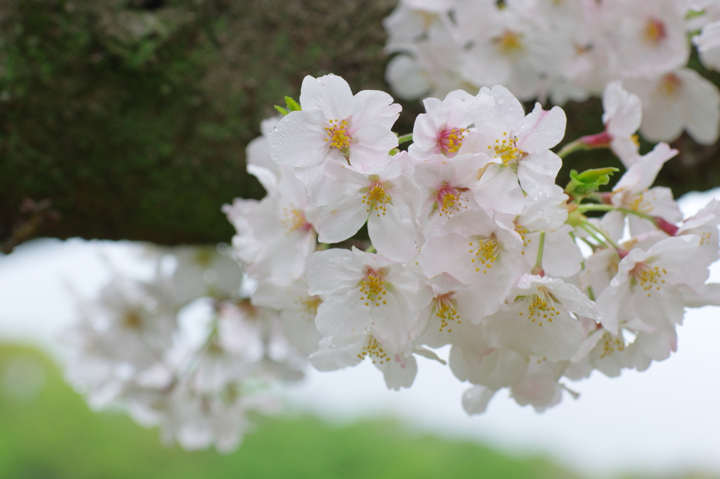 花分の花(5)