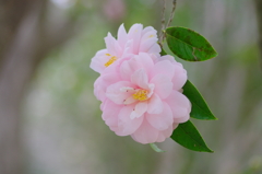tree spring(3)