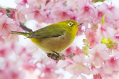 また花は咲く(8)