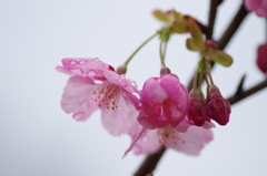 花曇り(5)