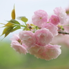 花風前線(5)