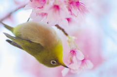 また花は咲く(3)
