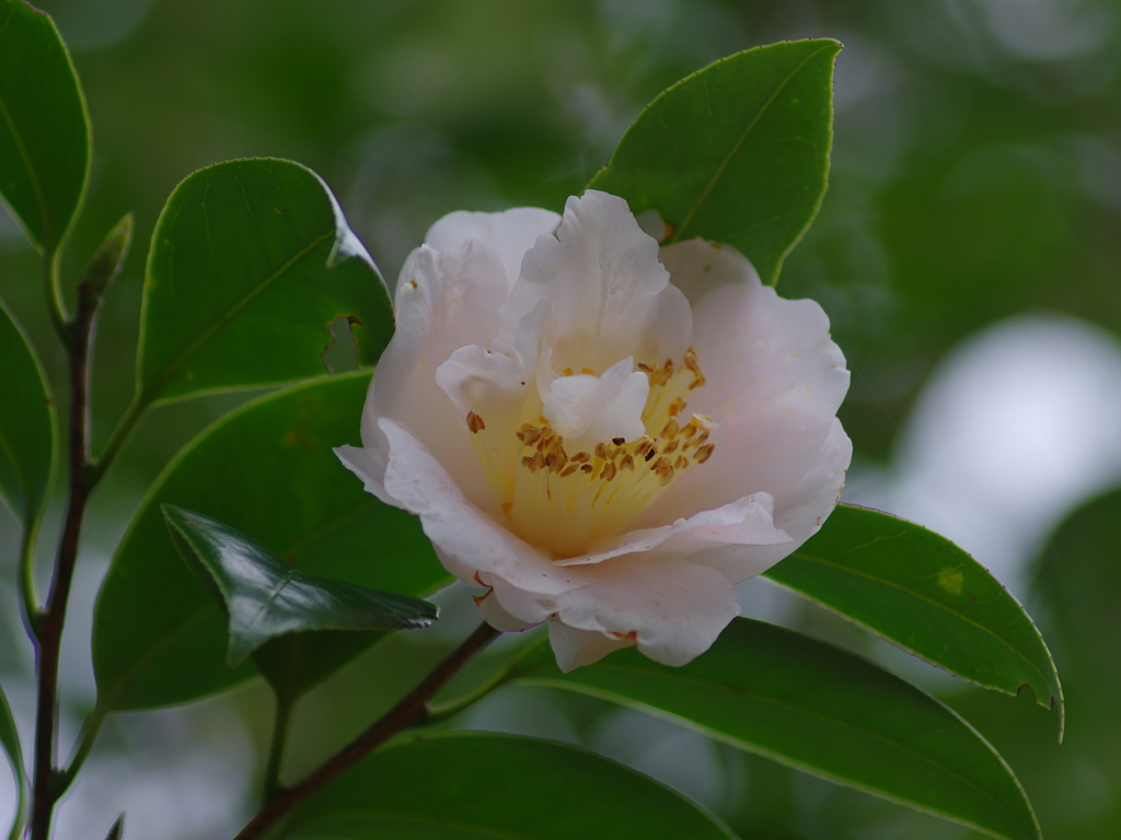 冬尽く(5)