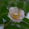 冬尽く(5)