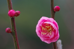花ぐもり(4)