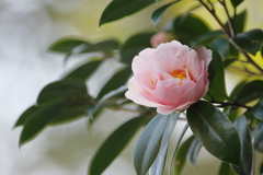 春仄か(7)