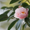 春仄か(7)