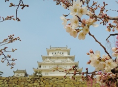 井の花びら(1)