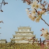 井の花びら(1)