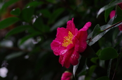 花時雨(2)