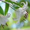 梅雨明けり(4)
