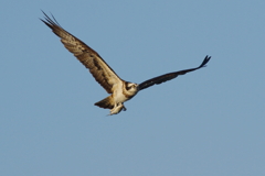 hungry hunter(3)