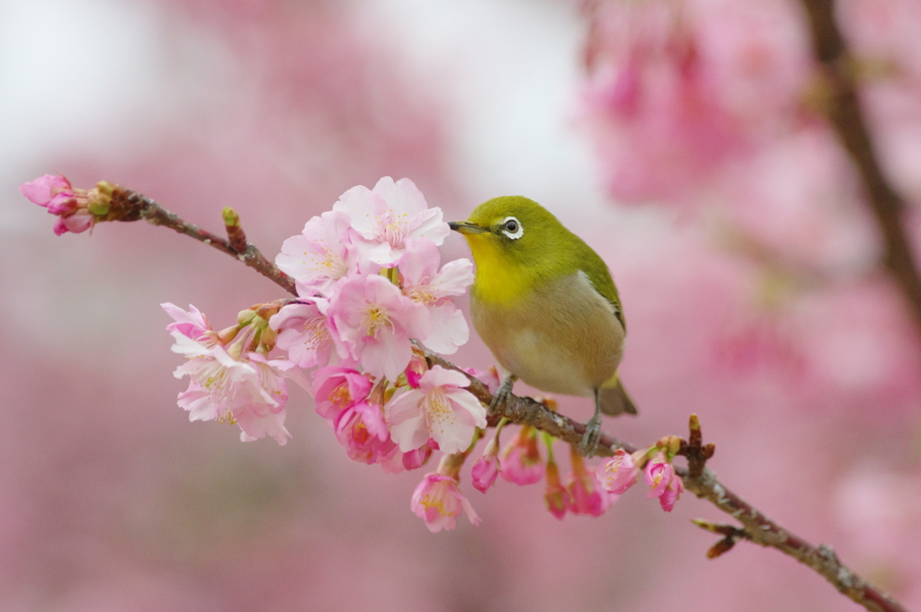 花時分(7)