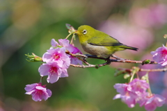 春節の一厘(5)