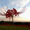 日暮るる花野(2)
