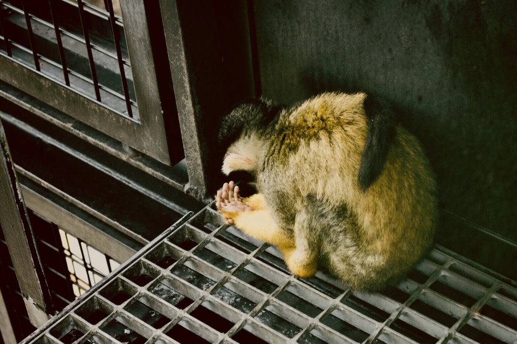 猿も手相は気になるがね～