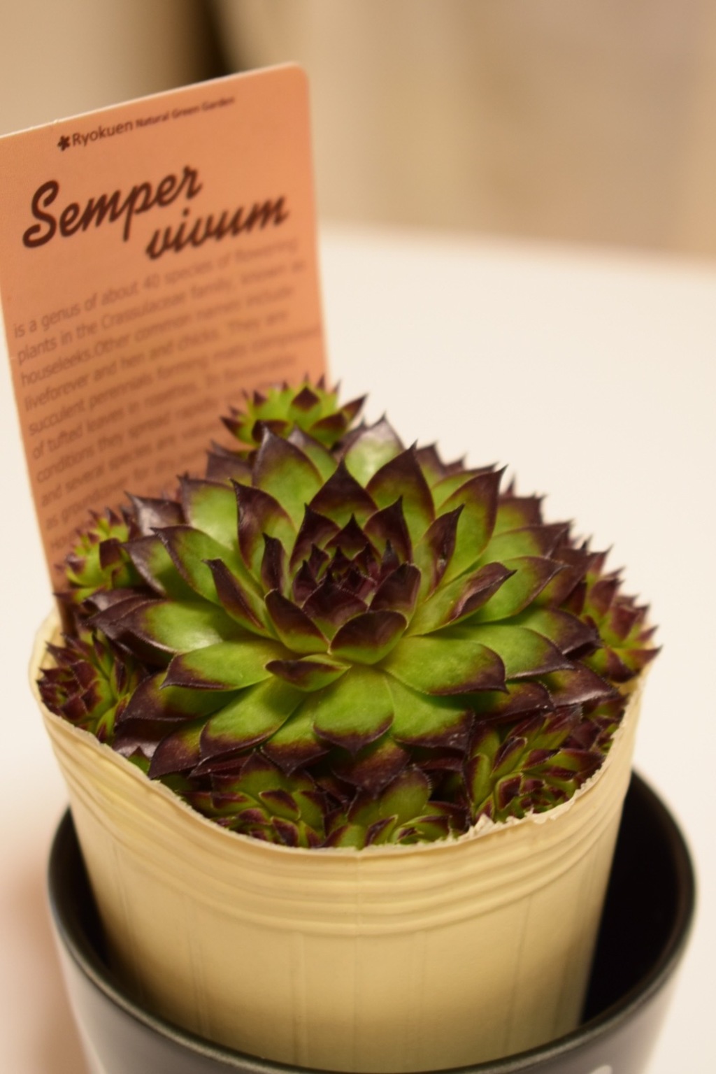 センペルビウム