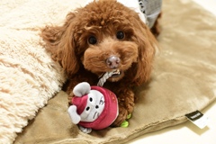 見て見てネズミさん