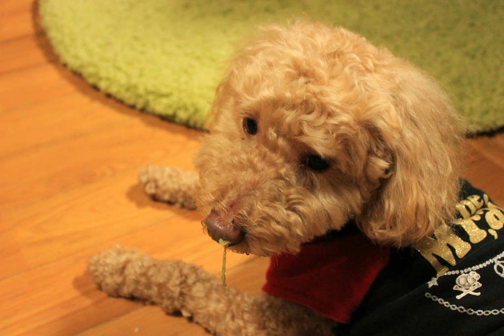 鼻水じゃないもん