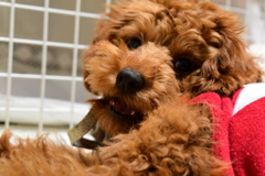 振りかえり美人